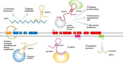 The function of lncRNAs in the pathogenesis of osteoarthritis | Bone ...