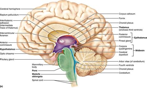 12.3 The diencephalon includes the thalamus, hypothalamus, and epithalamus | Brain anatomy, Free ...