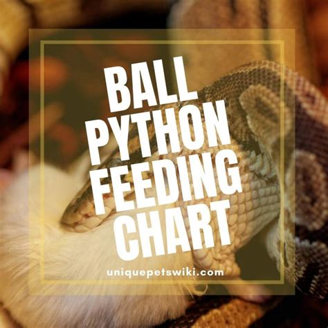 Ball Python Feeding Chart: Feeding made easy!