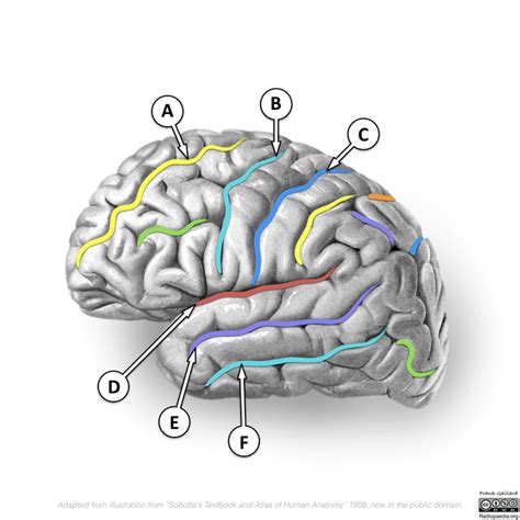 Sulcus Anatomy - Anatomical Charts & Posters