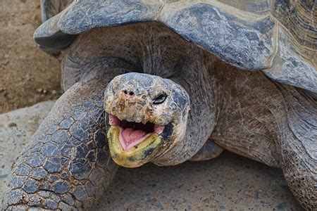 Best Islands in the Galapagos to see Wildlife - The Ultimate Guide