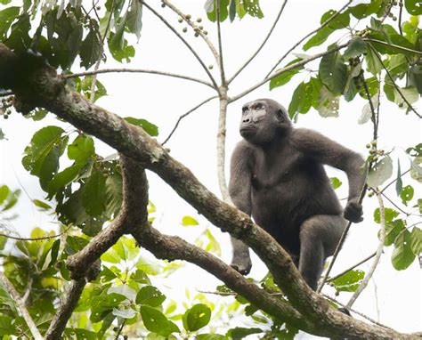 Congo wildlife: closer than ever - Lonely Planet