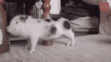 Happy Pig Gif GIFs | Tenor