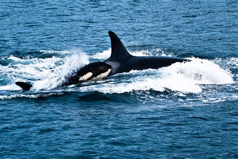 Orca Killer Whale Pod | Hot Sex Picture