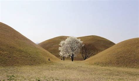 Gyeongju Cherry Blossom Festival 2019 Day Tour from Seoul - Trazy, Korea's #1 Travel Guide