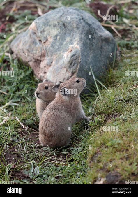 Plateau pika hi-res stock photography and images - Alamy