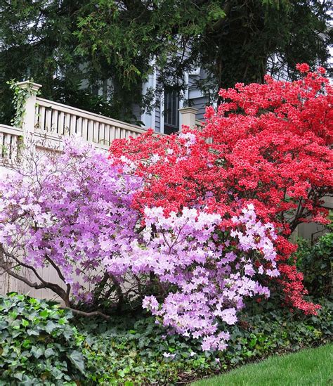 Azalea Colors, Crafty Projects, and A Garden Niche - The T-Cozy