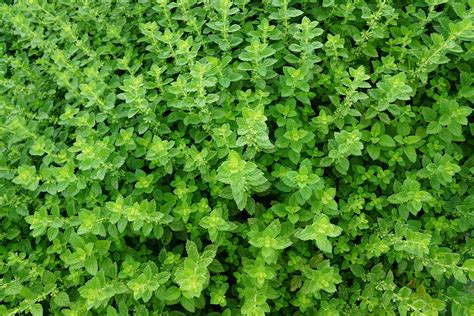 How To Grow Thyme & Thyme Plants - Inside The Yard