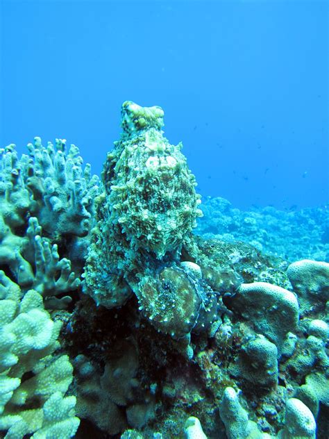 An octopus camouflages itself in corals | Ocean images, Sea plants ...