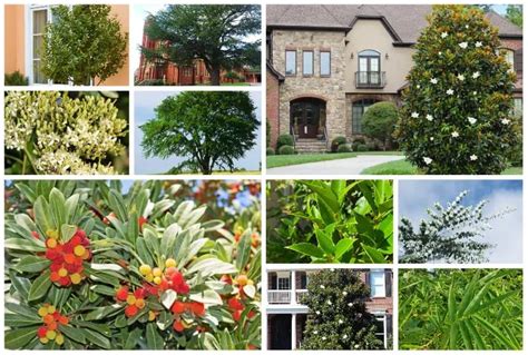 11 Evergreen Trees in Florida for Green Year Round