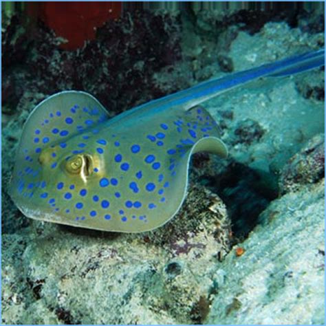 Bluespotted Ribbontail Stingray | Pete's Aquariums & Fish