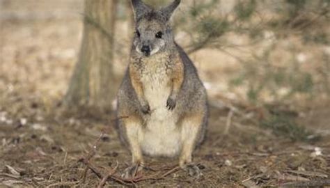 Difference Between a Wallaby & Wallaroo | Animals - mom.me