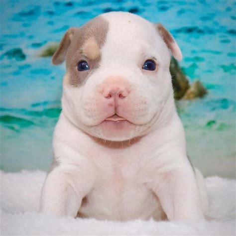 TRI COLOR AMERICAN BULLY PUPPIES | VENOMLINE POCKET BULLIES RECENT ...