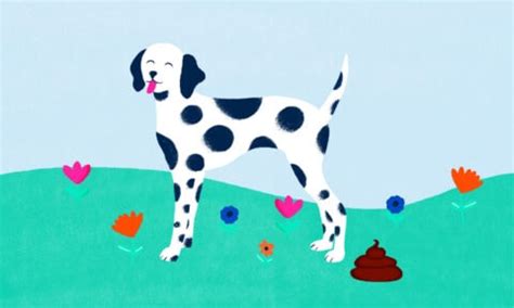 Dog Poop Color Chart: Is Your Dog's Poop Healthy? | BeChewy