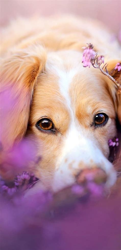 Cute Dog In Flowers / Cute Dogs In Flowers Photos Pawdacious Portraits ...