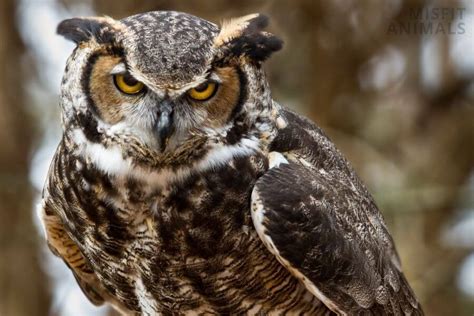 Great Horned Owl Facts, Identification, Size, Habitat & More