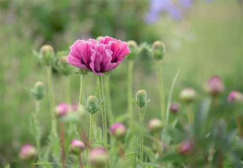 14 Beautiful Garden Poppies