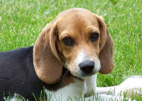 File:Cute beagle puppy lilly.jpg - Wikimedia Commons