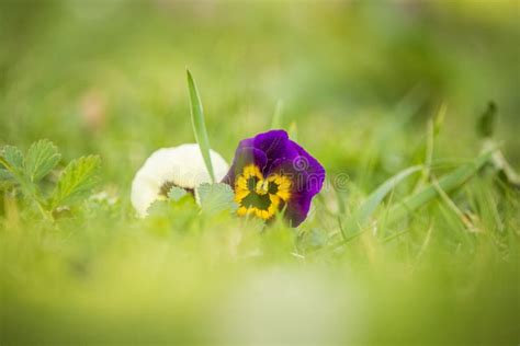 Beautiful Garden Pansy in a Spring. Spring Flowers in Grass Stock Image ...