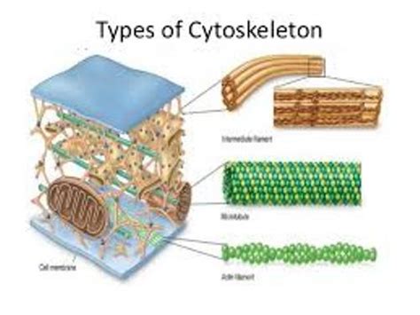 10 Facts about Cytoskeleton | Fact File