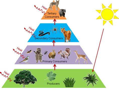 Ecosystem Homeostasis and Immune System Diagram | Quizlet