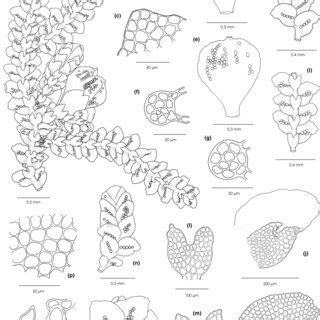 Cheilolejeunea zhui. (a) Plants with a perianth and an androecium,... | Download Scientific Diagram