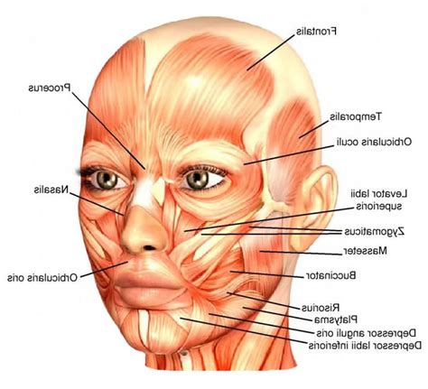 Muscle Anatomy Of The Face Face Muscles Always With Grace Pinterest Human Anatomy Head | Face ...