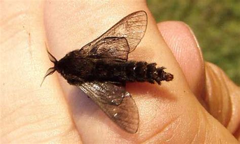 These Strange Bagworm Moths Create Incredible Tiny Houses Out of Twigs