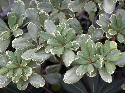 Pittosporum Variegated Hedge