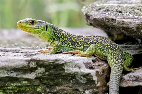 Ocellated lizard camouflage explained by a simple equation • Earth.com