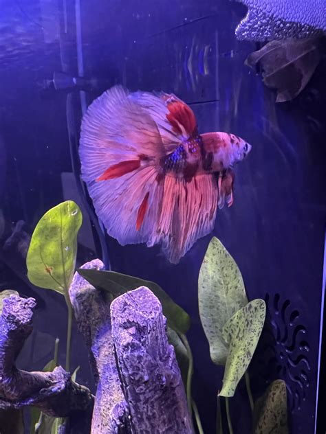 Soup showing off his tail : r/bettafish