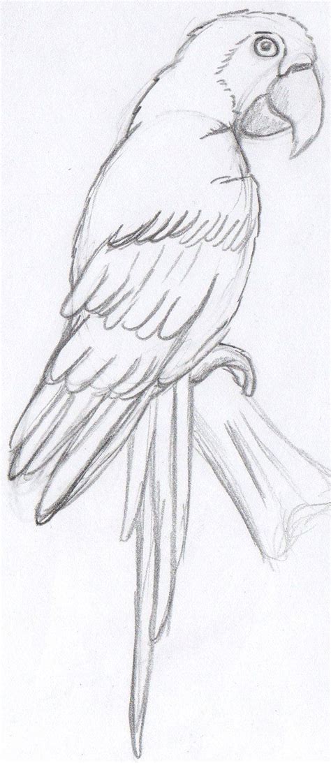 Parrot Sketch Sketch Coloring Page | Parrot drawing, Easy drawings, Animal sketches easy