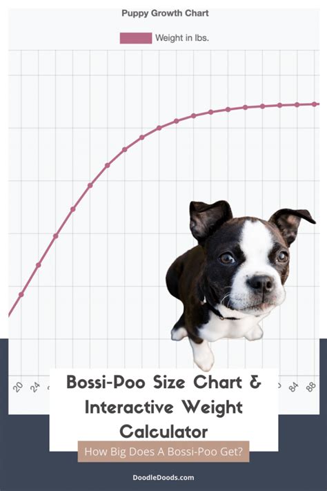 Yorkipoo Size Chart for Standard and Small Yorkipoos