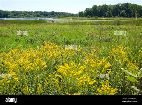 Field of Goldenrod Stock Photo - Alamy