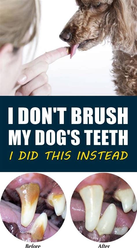 +12 How To Get Tartar Off Teeth Dog Ideas