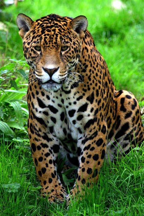 Jaguar vs. Leopard vs. Cheetah: Who Would Win a Fight? - A-Z Animals