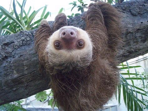 Picture 2 of 11 - Sloth (Choloepus Hoffmani) Pictures & Images - Animals - A-Z Animals