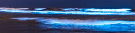 Top 6 Bioluminescent Beaches in Maldives - Nature's Light Show - Be ...