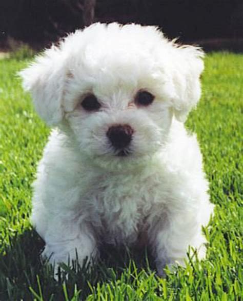 Maltipoo vs Bichon Frise - Breed Comparison | MyDogBreeds