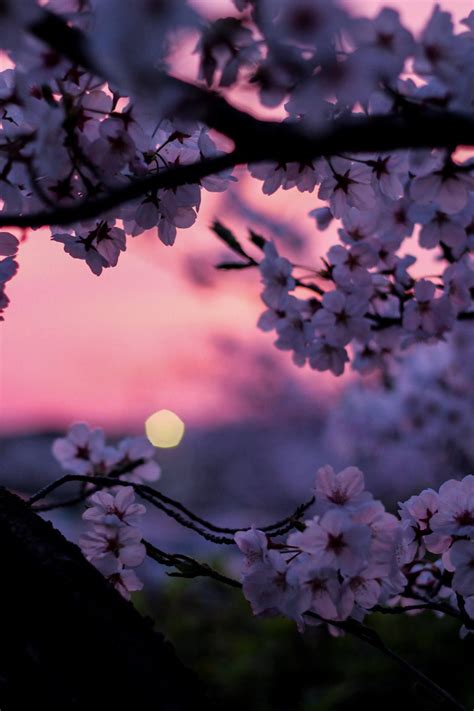 40+ Beautiful Cherry Blossom Wallpapers | Wallpaper HD