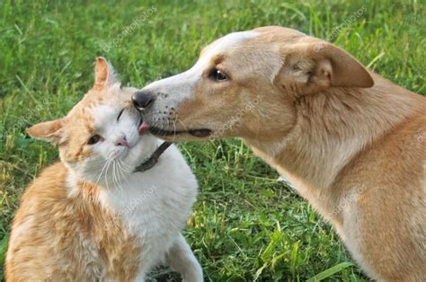 Red-haired cat dog kisses — Stock Photo © Arkadova23 #78070726