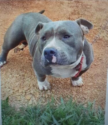 For Sale: American Bully With Pit Bull Mix - Christiana