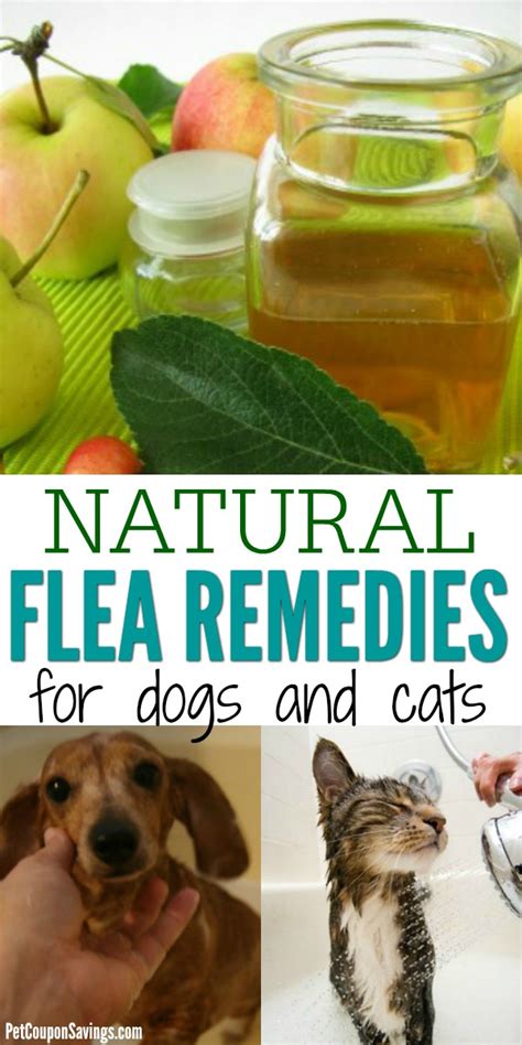 Home remedies for fleas - bingervictory