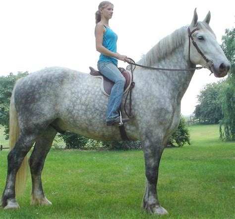 Percheron Draft Horse Info, Origin, History, Pictures