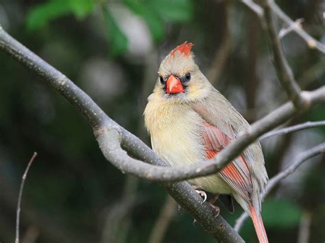 Do Cardinals Migrate? | Birdfact