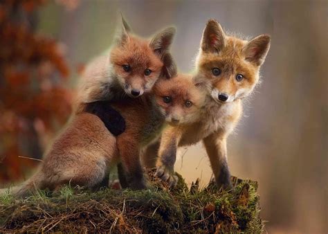 9 Cute Pictures of Red Foxes