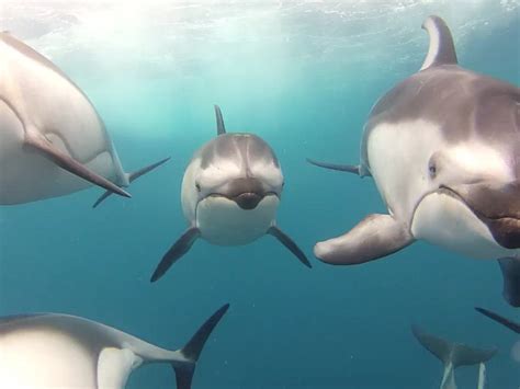 Spectacular footage of dolphins swimming underwater will leave you in awe - CBS News