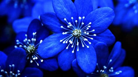 Real Blue Flower Background