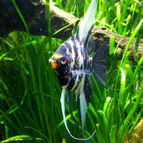 10 Best Angelfish for Freshwater Aquariums