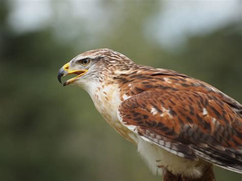 Hawks In Georgia: 9 Species You've Got To See In This State